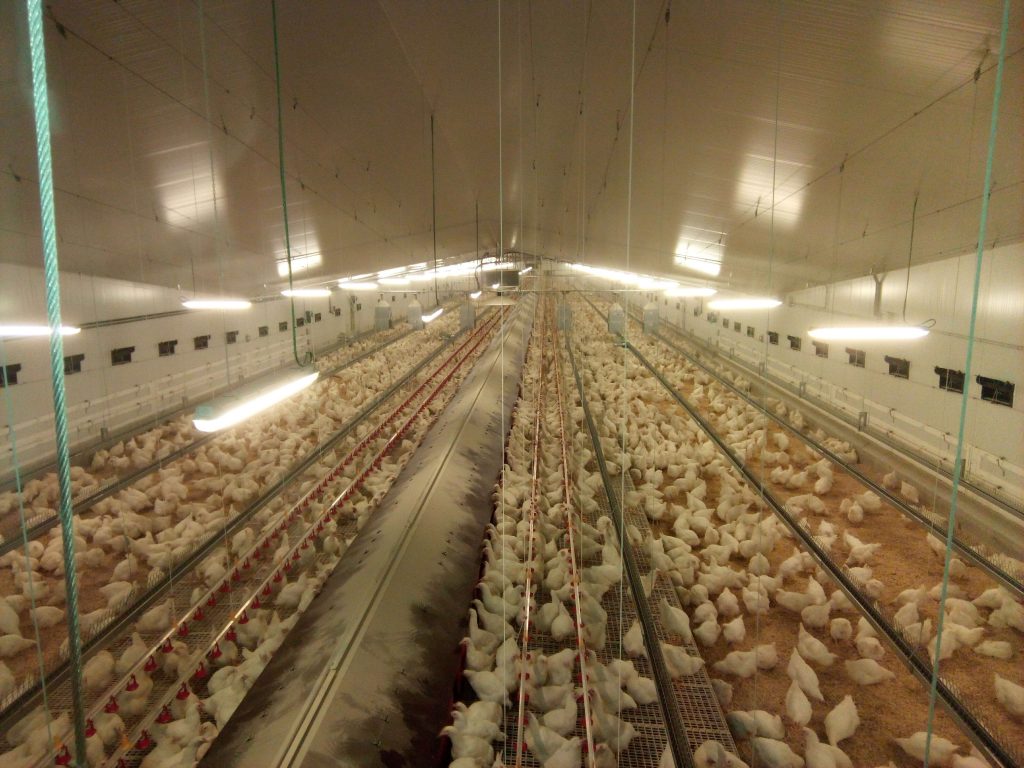 Explotación gallinas reproductoras – Friol (Lugo)